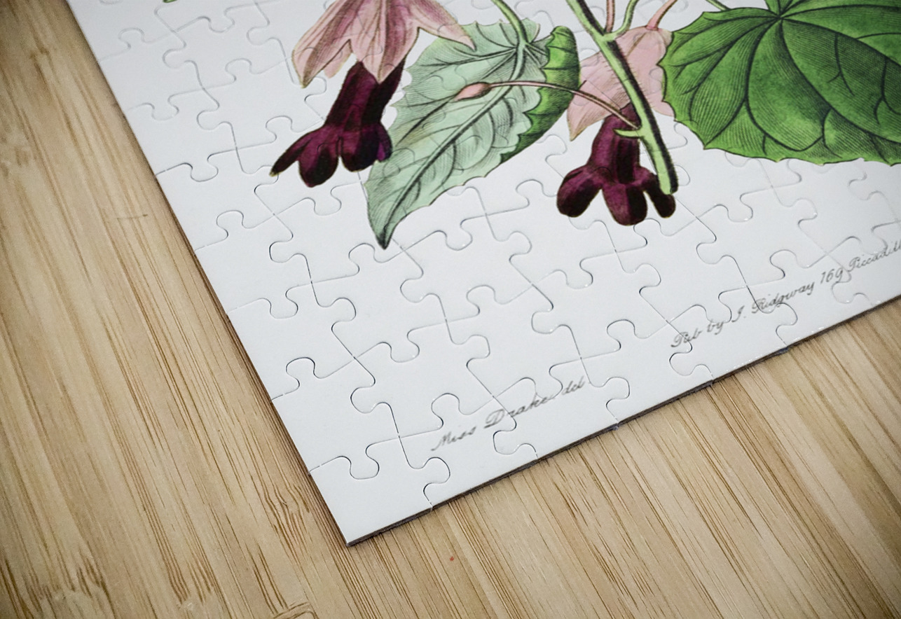 Twinning red-cloak from Edwards Botanical Register 1829-1847  by Sydenham Edwards John Lindley and James Ridgway. IStockHistory com Puzzle