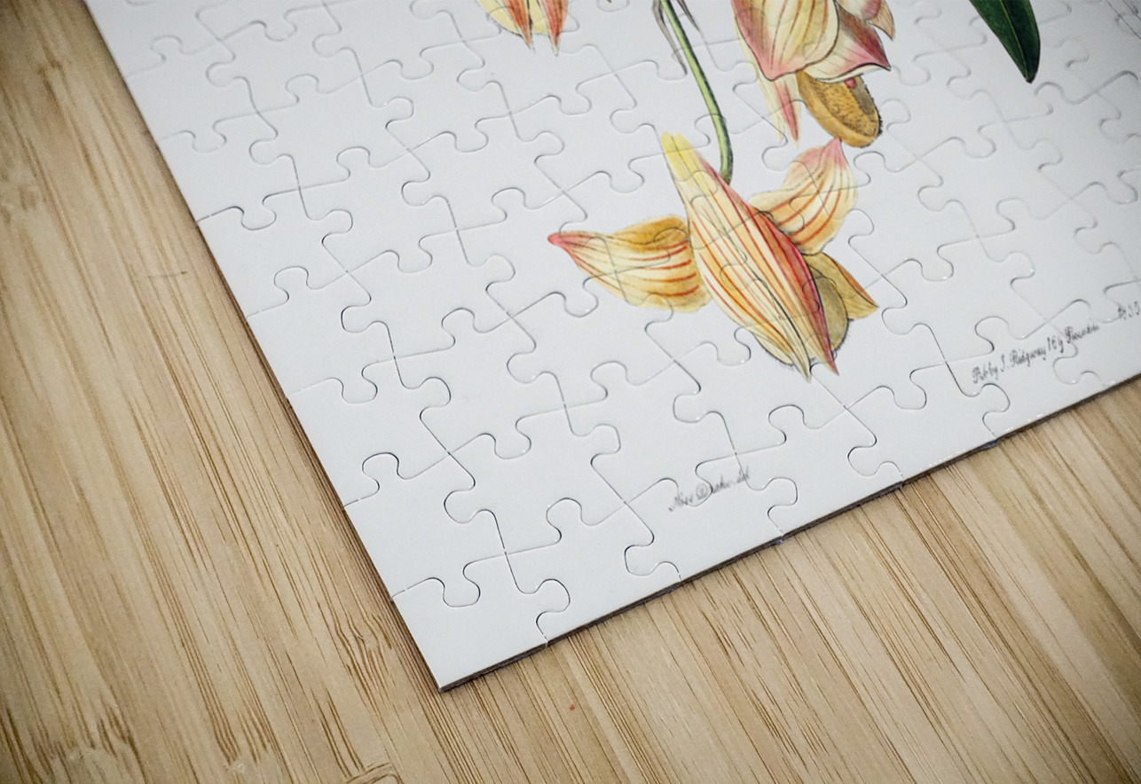 Copper-coloured Dendrobium from Edwards Botanical Register 1829-1847  by Sydenham Edwards John Lindley and James Ridgway. IStockHistory com Puzzle