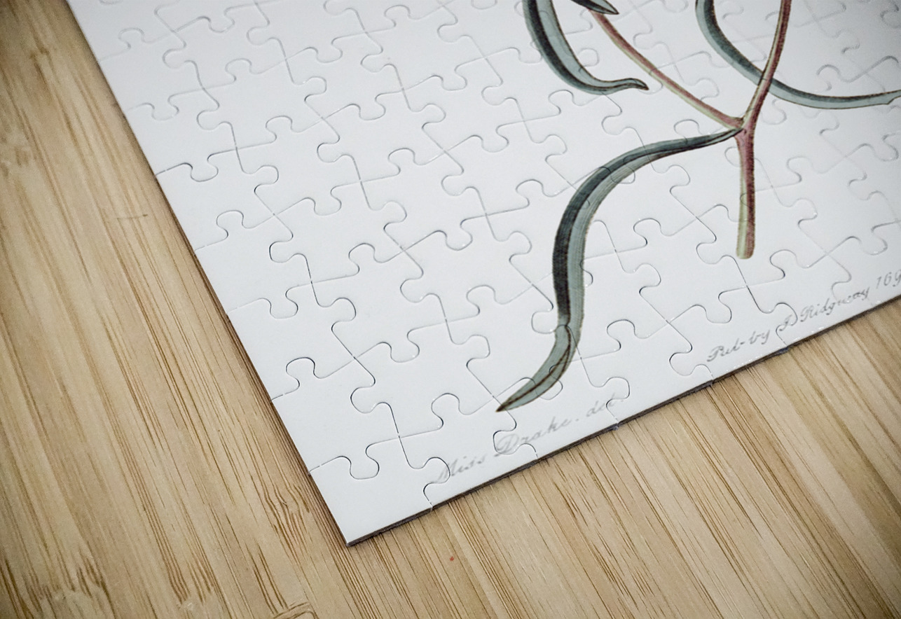 Large Purple Chilian Evening Primrose from Edwards Botanical Register 1829-1847  by Sydenham Edwards John Lindley and James Ridgway. IStockHistory com Puzzle