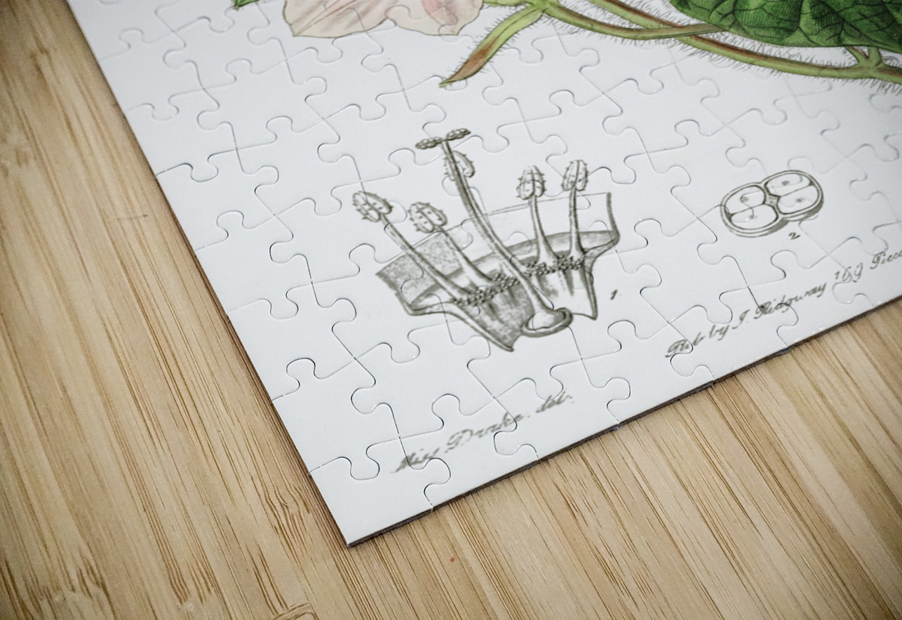 Mr.Aitons ipomoea from Edwards Botanical Register 1829-1847  by Sydenham Edwards John Lindley and James Ridgway. IStockHistory com Puzzle