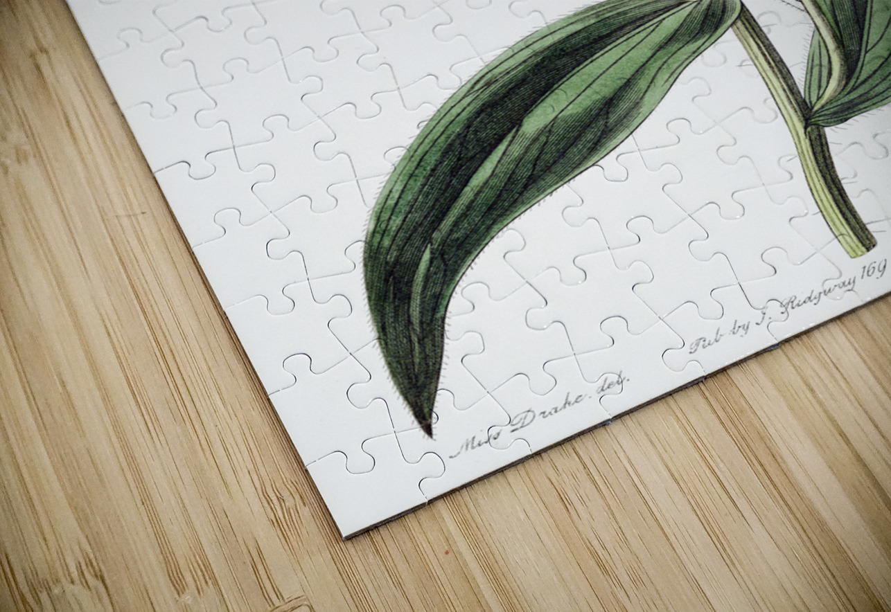 Shewy stenactis from Edwards Botanical Register 1829-1847  by Sydenham Edwards John Lindley and James Ridgway. IStockHistory com Puzzle