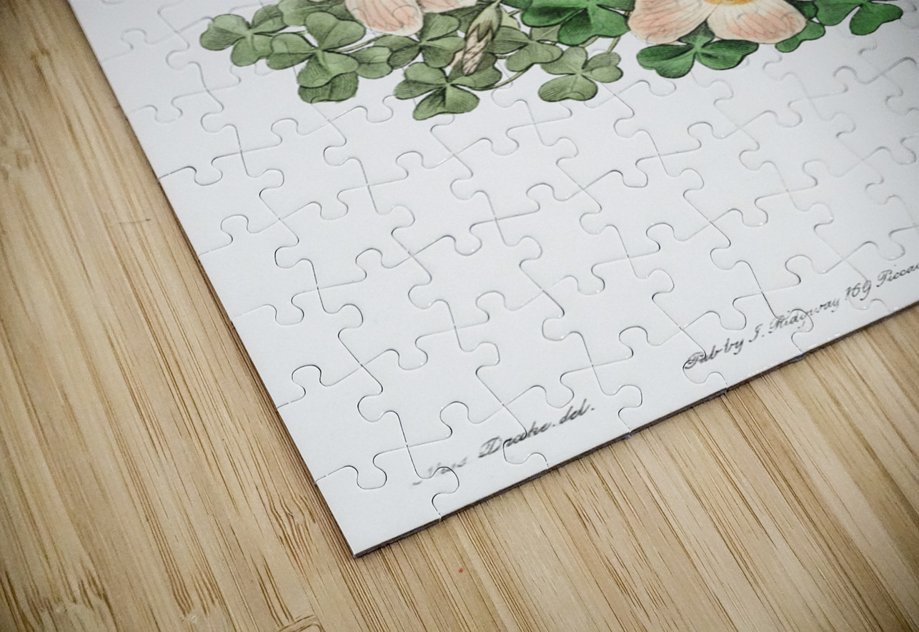 Piottas oxalis flowers from Edwards Botanical Register 1829-1847  by Sydenham Edwards John Lindley and James Ridgway. IStockHistory com Puzzle