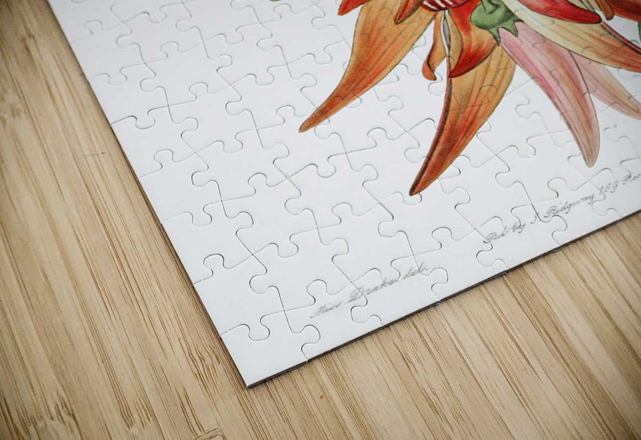 Crimson glory pea from Edwards Botanical Register 1829-1847  by Sydenham Edwards John Lindley and James Ridgway. IStockHistory com Puzzle