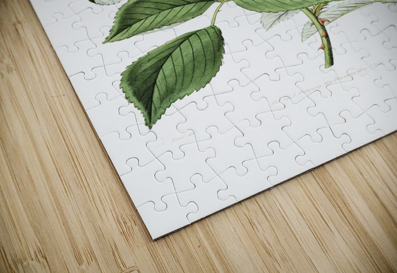 The seven sisters rose from Edwards Botanical Register 1829-1847  by Sydenham Edwards John Lindley and James Ridgway. IStockHistory com Puzzle