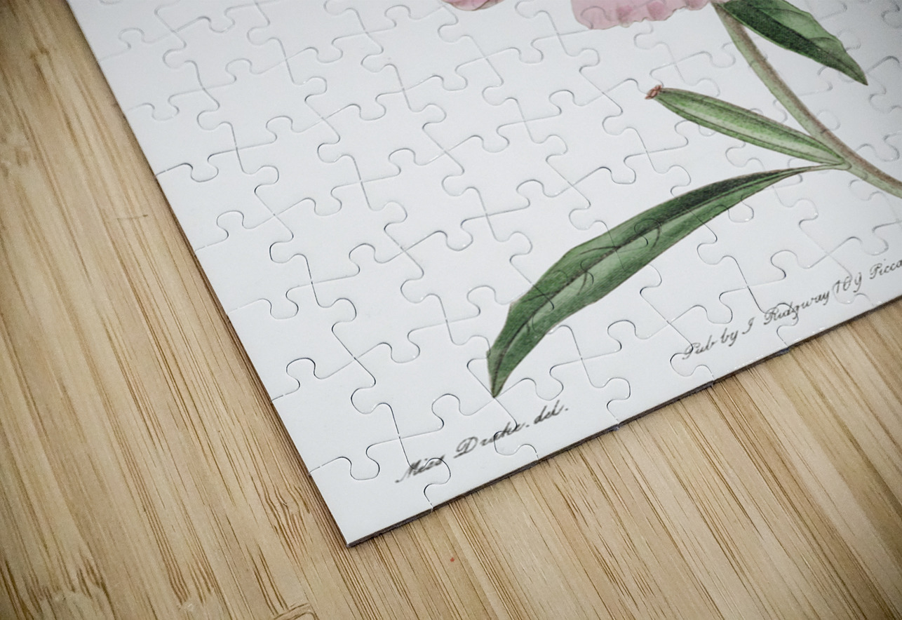 Ruddy godetia from Edwards Botanical Register 1829-1847  by Sydenham Edwards John Lindley and James Ridgway. IStockHistory com Puzzle