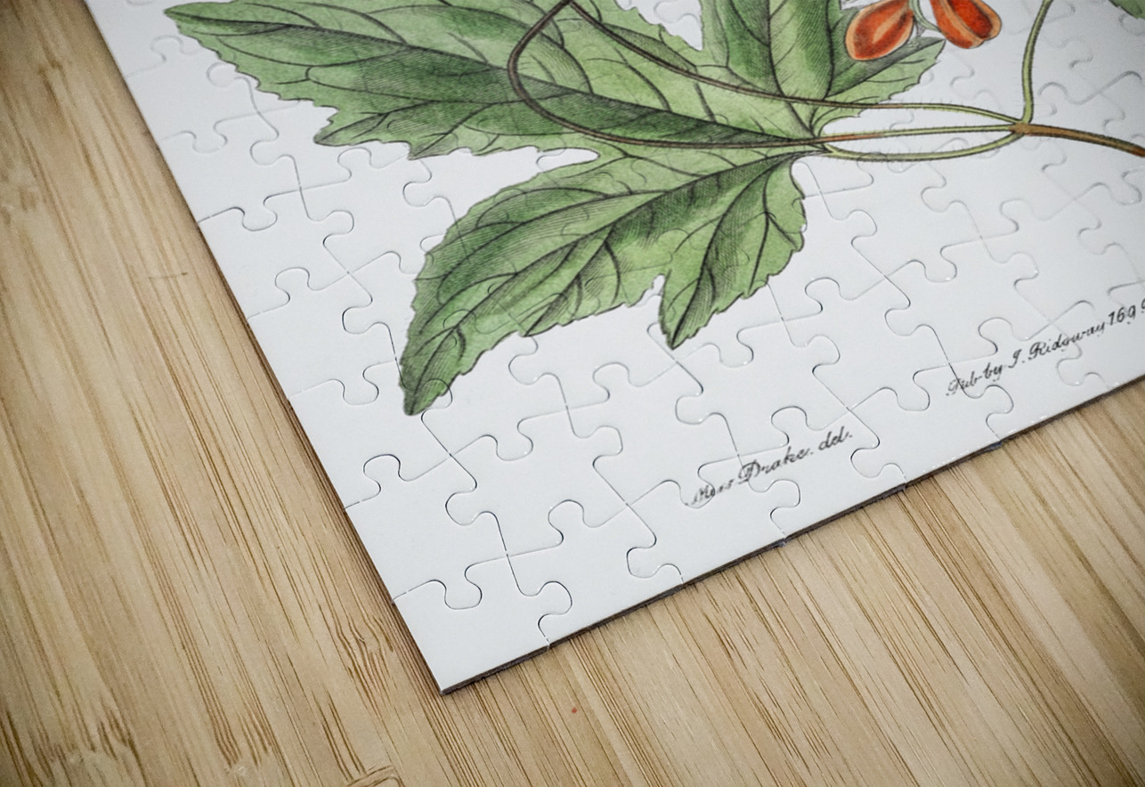 Red loasa from Edwards Botanical Register 1829-1847  by Sydenham Edwards John Lindley and James Ridgway. IStockHistory com Puzzle