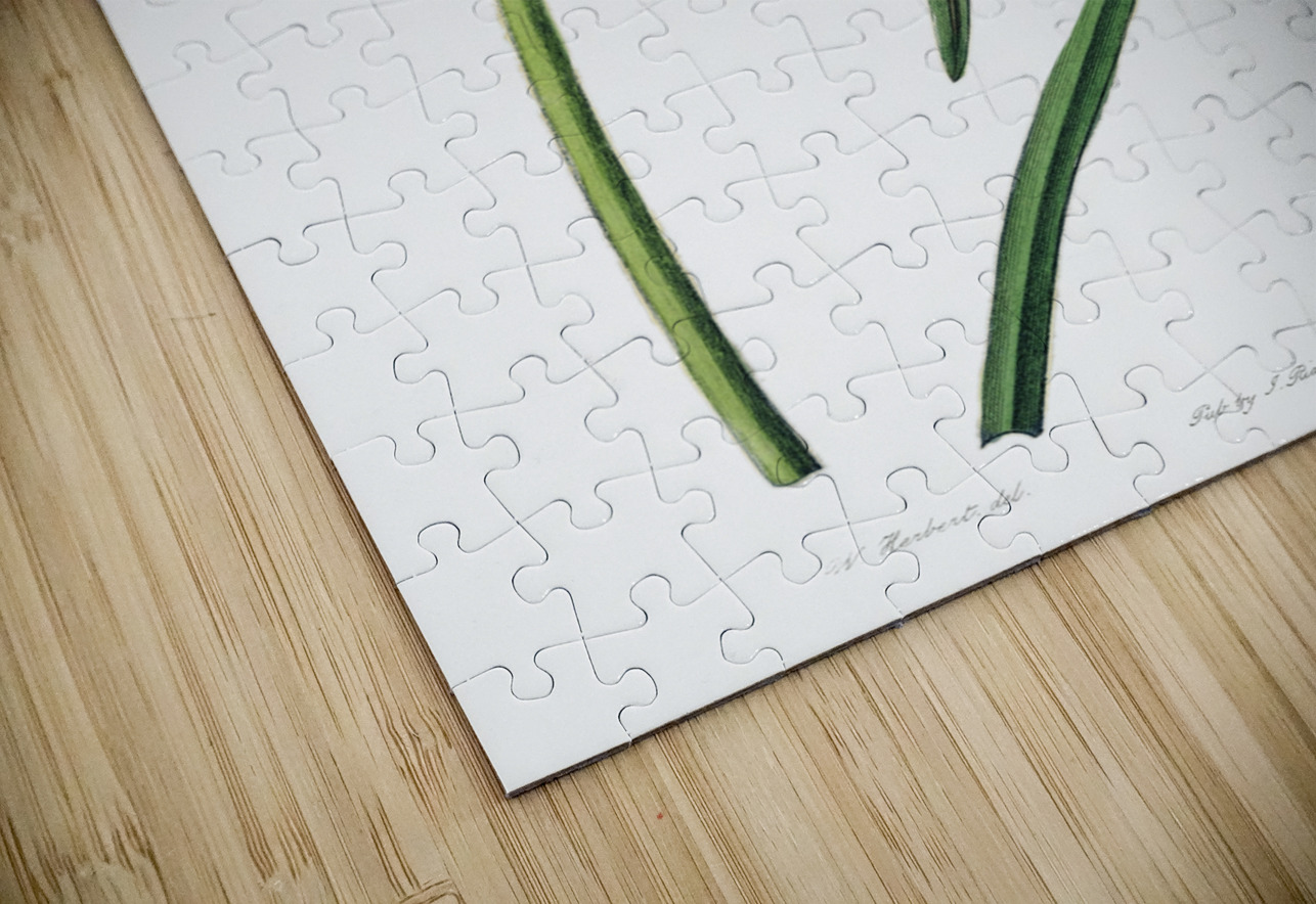 Spofforth Zephyranthes from Edwards Botanical Register 1829-1847  by Sydenham Edwards John Lindley and James Ridgway. IStockHistory com Puzzle