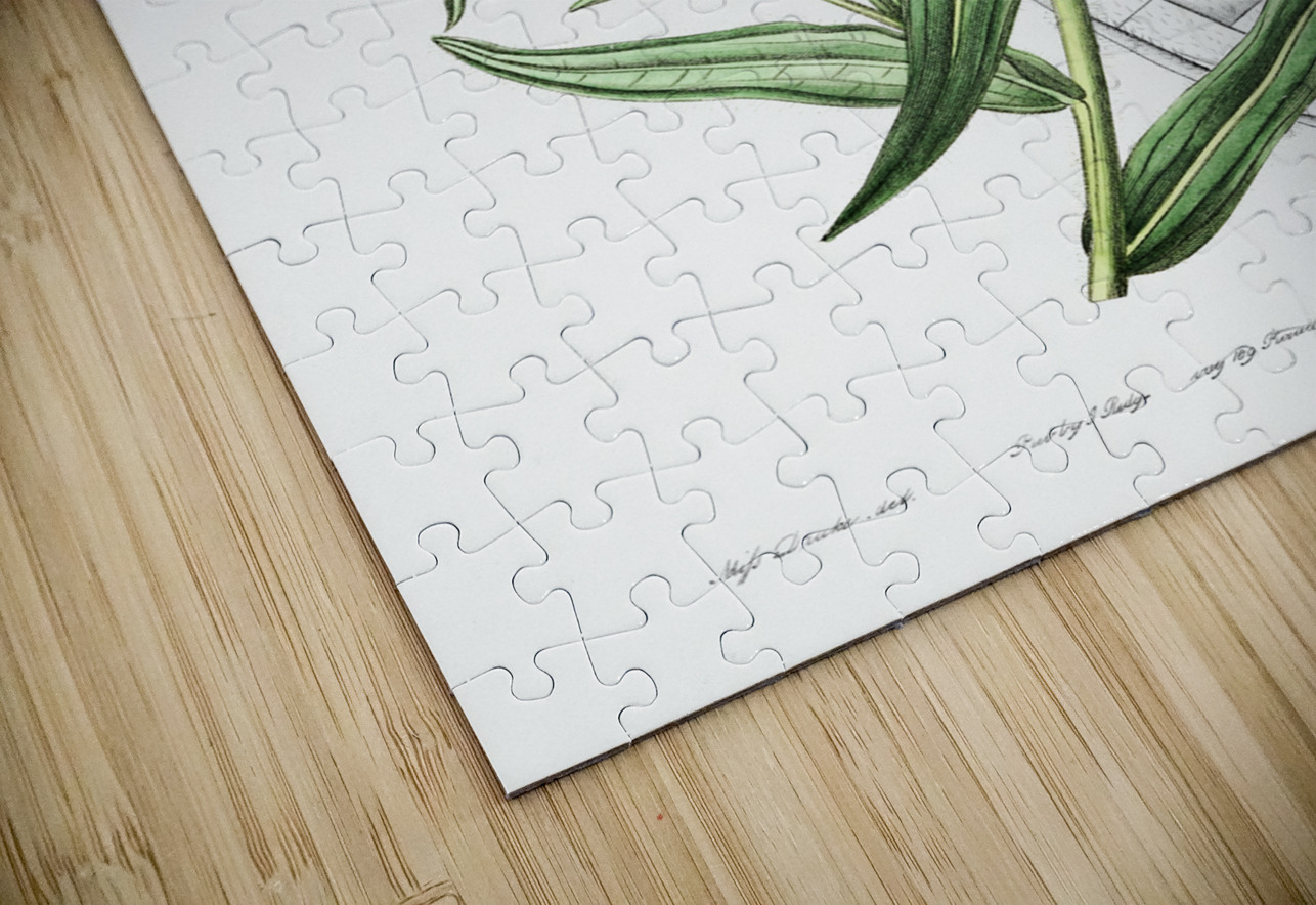 Elegant madia from Edwards Botanical Register 1829-1847  by Sydenham Edwards John Lindley and James Ridgway. IStockHistory com Puzzle