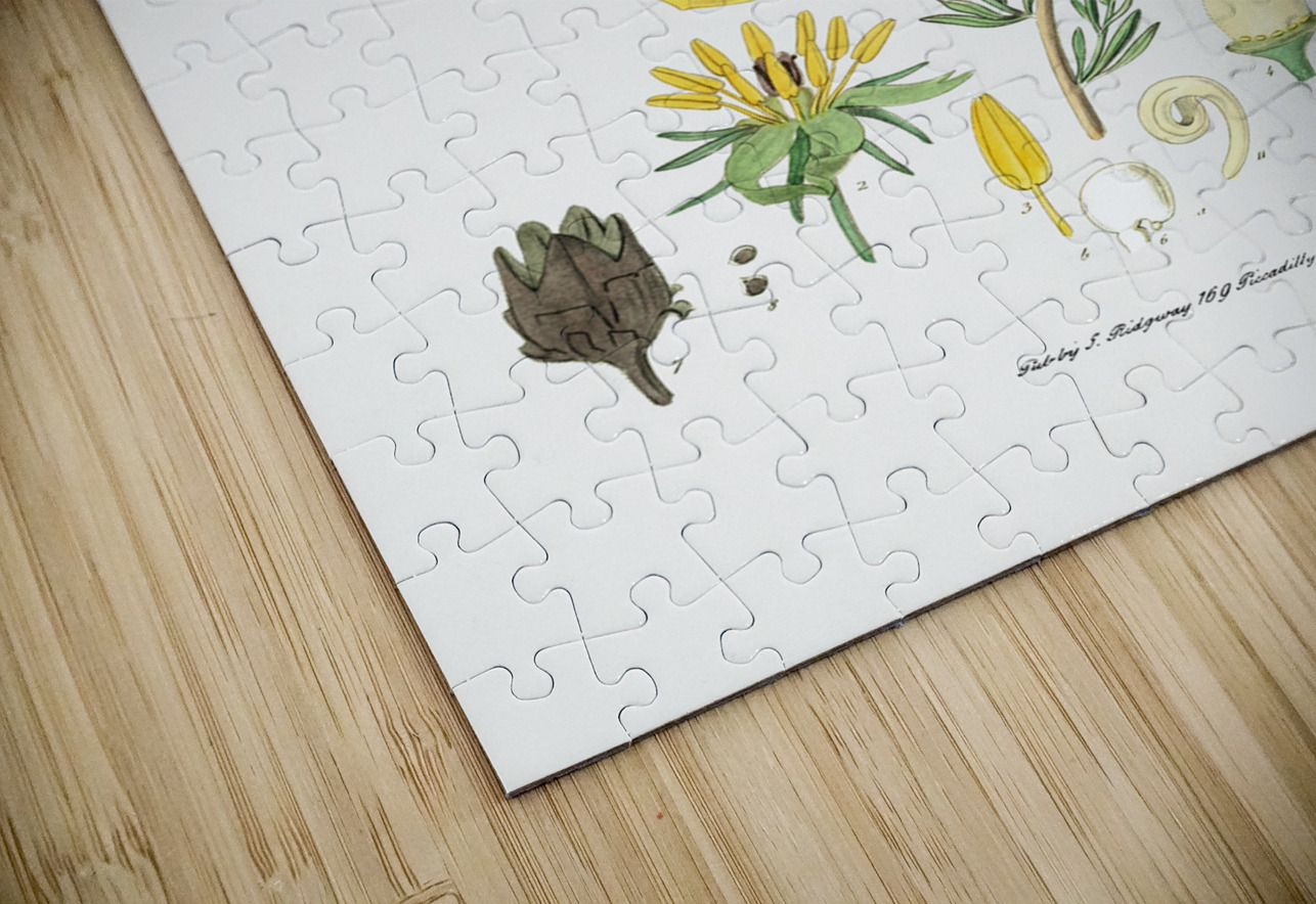 Long-stalked ledocarpum from Edwards Botanical Register 1829-1847  by Sydenham Edwards John Lindley and James Ridgway. IStockHistory com Puzzle