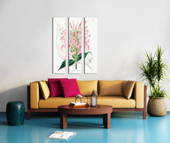 Flesh-colored justicia from Edwards Botanical Register 1829-1847  by Sydenham Edwards John Lindley and James Ridgway. Split Canvas print