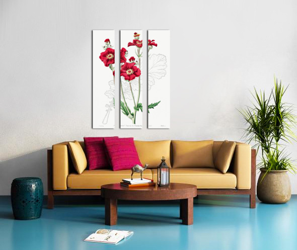 Chilian Guem from Edwards Botanical Register 1829-1847  by Sydenham Edwards John Lindley and James Ridgway. Split Canvas print