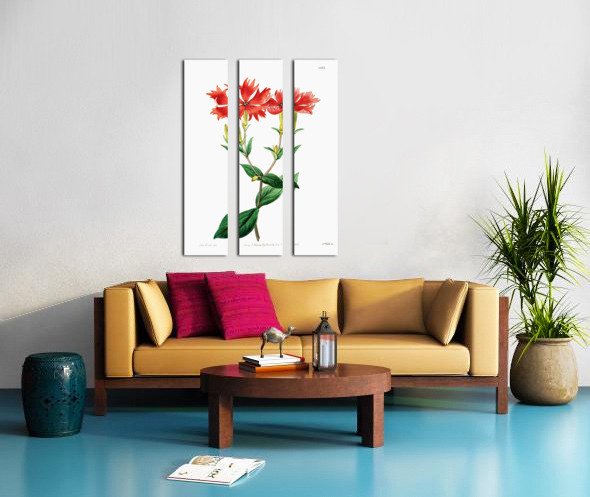 Bunges lychnis flowers from Edwards Botanical Register 1829-1847  by Sydenham Edwards John Lindley and James Ridgway. Split Canvas print