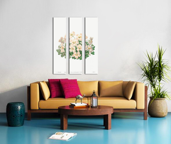 Piottas oxalis flowers from Edwards Botanical Register 1829-1847  by Sydenham Edwards John Lindley and James Ridgway. Split Canvas print