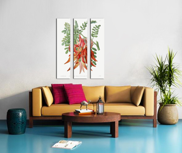 Crimson glory pea from Edwards Botanical Register 1829-1847  by Sydenham Edwards John Lindley and James Ridgway. Split Canvas print