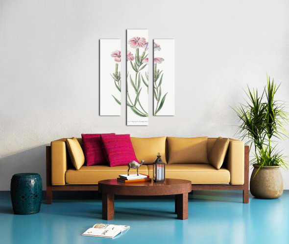 Prince Bisignanos tree pink from Edwards Botanical Register 1829-1847  by Sydenham Edwards John Lindley and James Ridgway. Canvas print