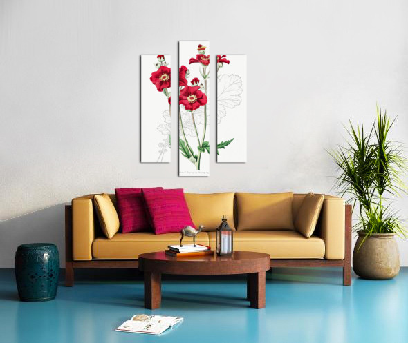 Chilian Guem from Edwards Botanical Register 1829-1847  by Sydenham Edwards John Lindley and James Ridgway. Canvas print