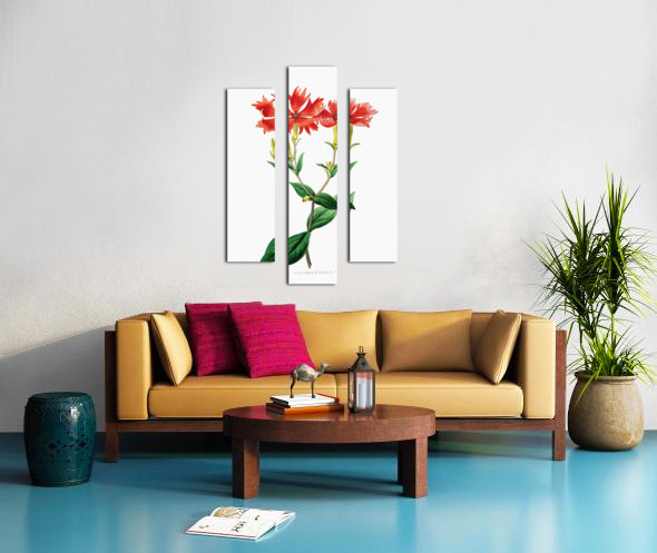 Bunges lychnis flowers from Edwards Botanical Register 1829-1847  by Sydenham Edwards John Lindley and James Ridgway. Canvas print