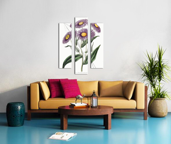 Shewy stenactis from Edwards Botanical Register 1829-1847  by Sydenham Edwards John Lindley and James Ridgway. Canvas print