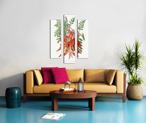 Crimson glory pea from Edwards Botanical Register 1829-1847  by Sydenham Edwards John Lindley and James Ridgway. Canvas print