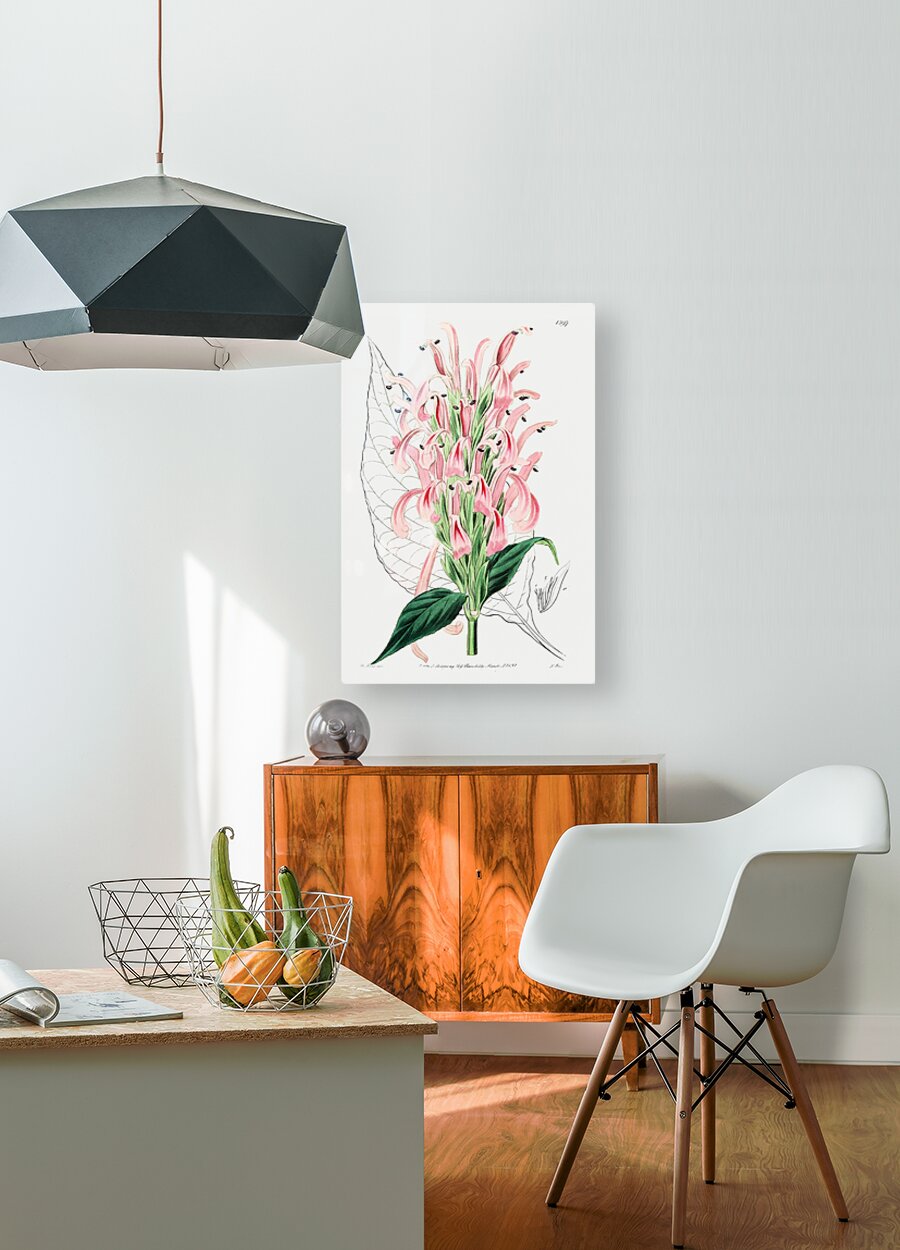 Flesh-colored justicia from Edwards Botanical Register 1829-1847  by Sydenham Edwards John Lindley and James Ridgway.  HD Metal print with Floating Frame on Back