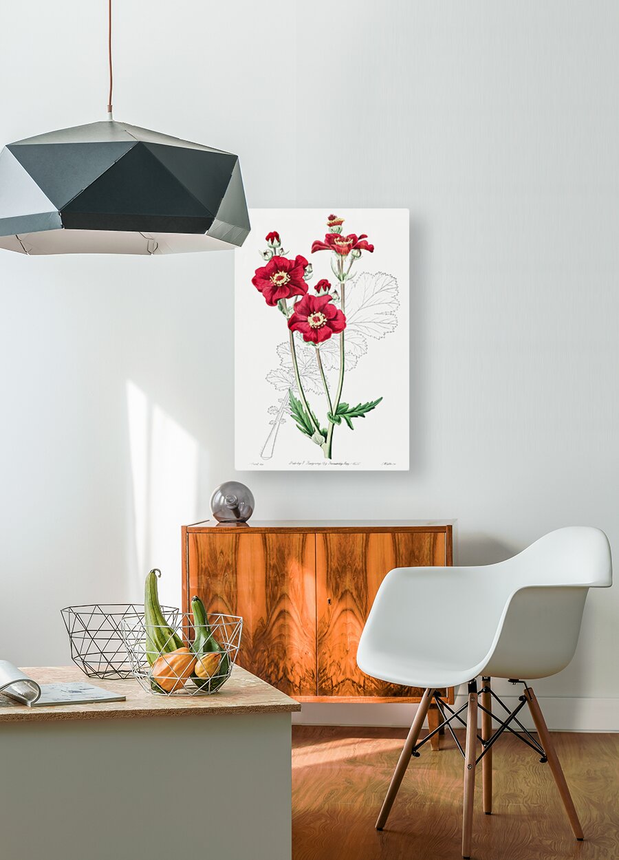 Chilian Guem from Edwards Botanical Register 1829-1847  by Sydenham Edwards John Lindley and James Ridgway.  HD Metal print with Floating Frame on Back