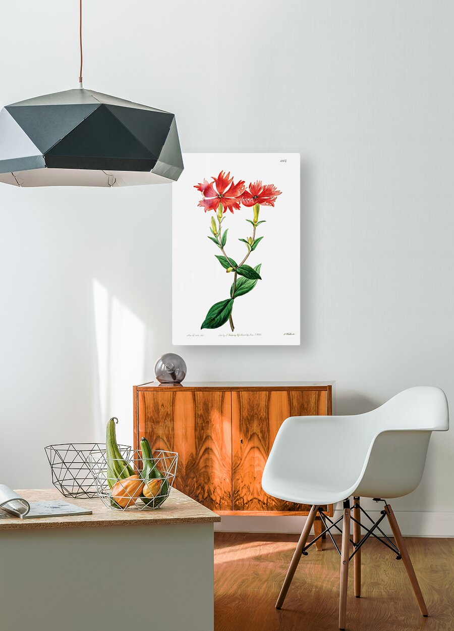 Bunges lychnis flowers from Edwards Botanical Register 1829-1847  by Sydenham Edwards John Lindley and James Ridgway.  HD Metal print with Floating Frame on Back