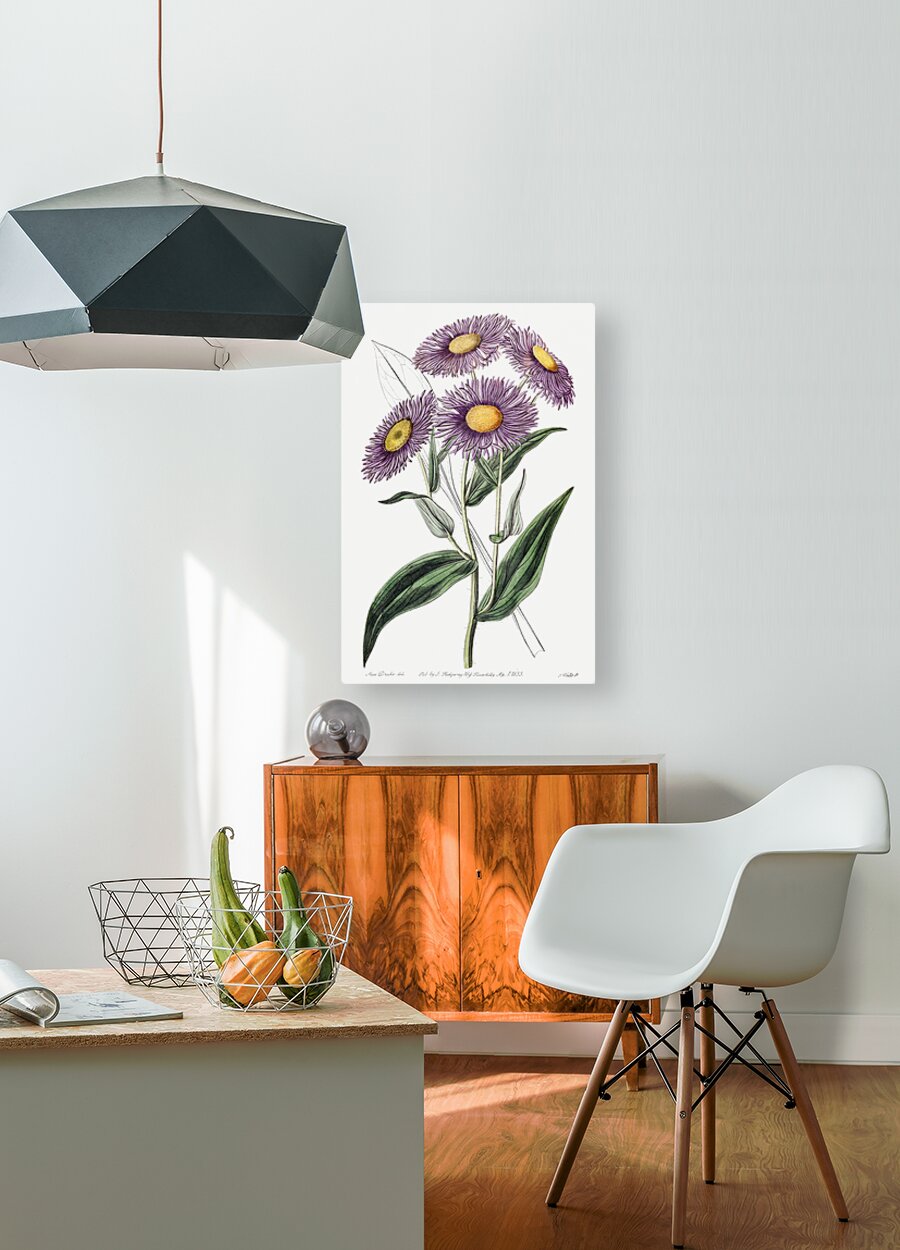 Shewy stenactis from Edwards Botanical Register 1829-1847  by Sydenham Edwards John Lindley and James Ridgway.  HD Metal print with Floating Frame on Back