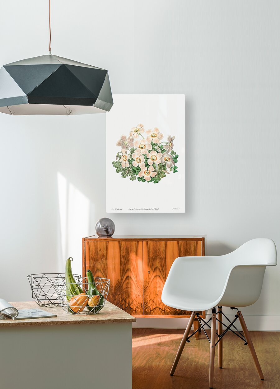 Piottas oxalis flowers from Edwards Botanical Register 1829-1847  by Sydenham Edwards John Lindley and James Ridgway.  HD Metal print with Floating Frame on Back