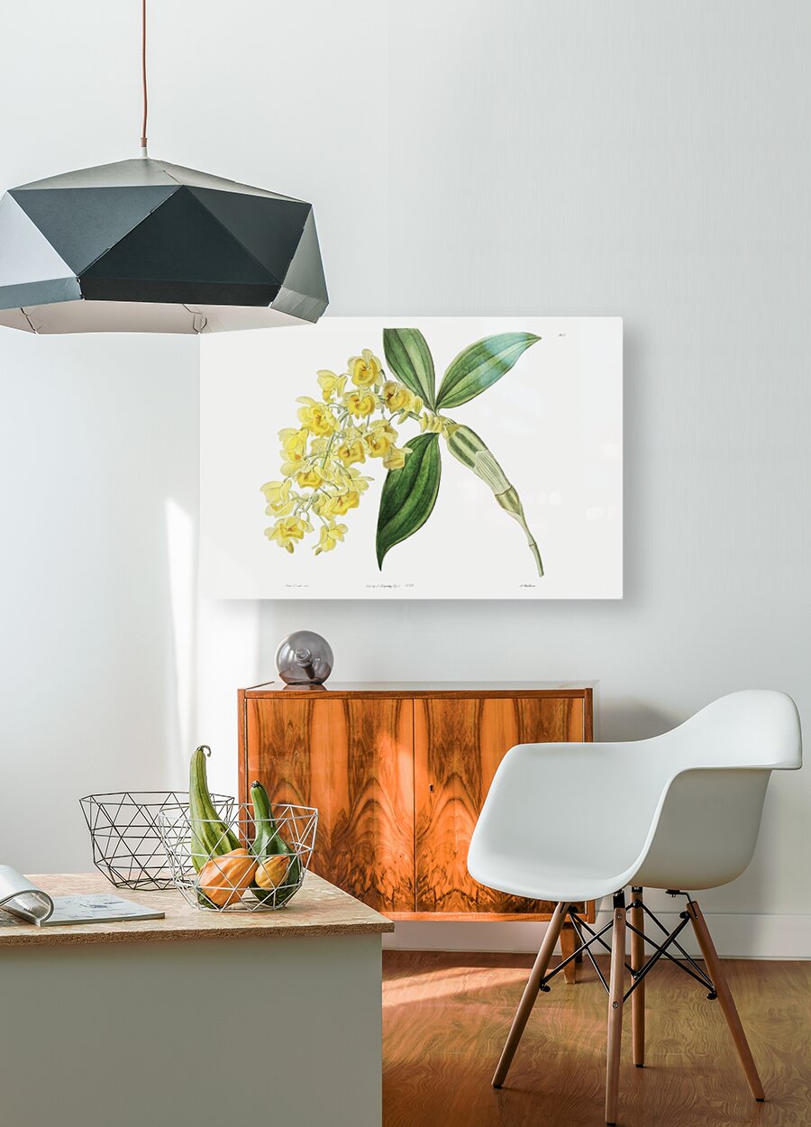 Dense flowered dendrobiumfrom Edwards Botanical Register 1829-1847  by Sydenham Edwards John Lindley and James Ridgway.  HD Metal print with Floating Frame on Back