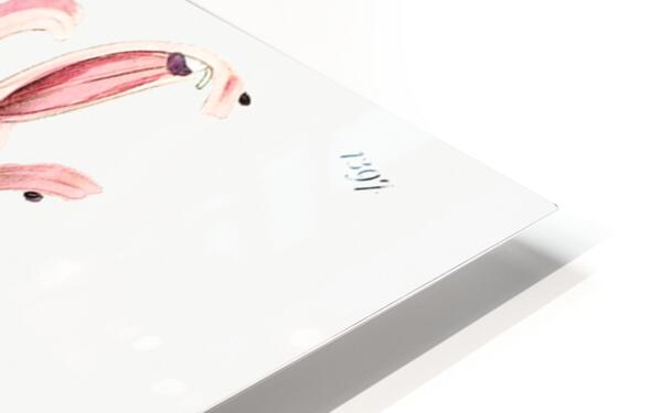 Flesh-colored justicia from Edwards Botanical Register 1829-1847  by Sydenham Edwards John Lindley and James Ridgway. HD Sublimation Metal print