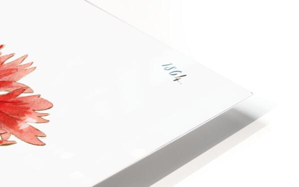 Bunges lychnis flowers from Edwards Botanical Register 1829-1847  by Sydenham Edwards John Lindley and James Ridgway. HD Sublimation Metal print