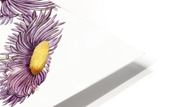 Shewy stenactis from Edwards Botanical Register 1829-1847  by Sydenham Edwards John Lindley and James Ridgway. HD Sublimation Metal print