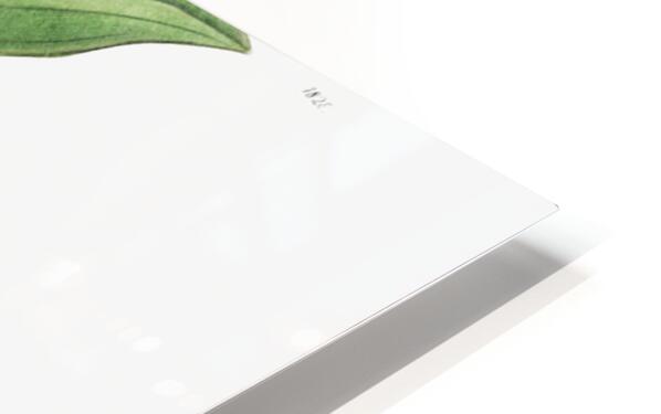 Dense flowered dendrobiumfrom Edwards Botanical Register 1829-1847  by Sydenham Edwards John Lindley and James Ridgway. HD Sublimation Metal print