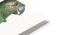 Senegal parrot  HD Metal print