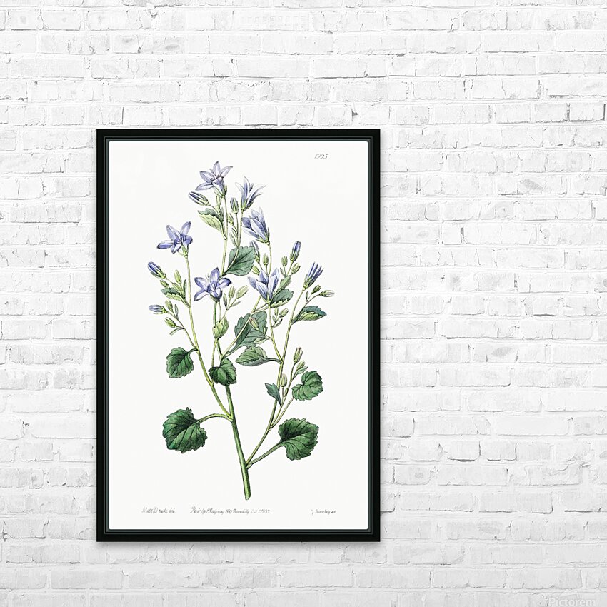 Dalmatian wall campanula flower from Edwards Botanical Register 1829-1847  by Sydenham Edwards John Lindley and James Ridgway. HD Sublimation Metal print with Decorating Float Frame (BOX)