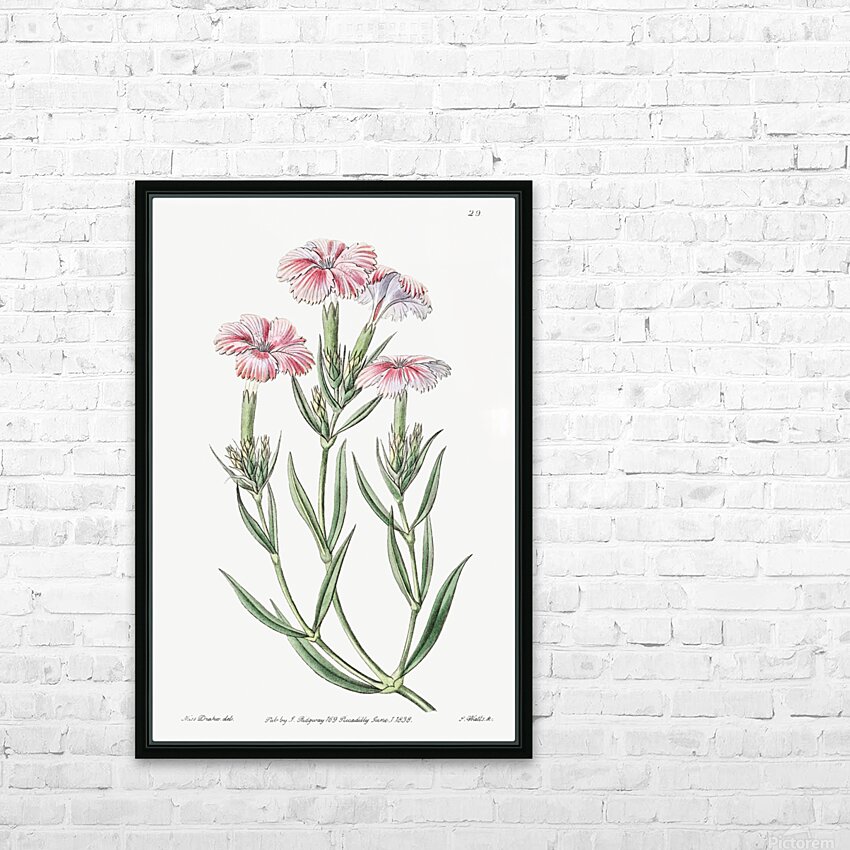 Prince Bisignanos tree pink from Edwards Botanical Register 1829-1847  by Sydenham Edwards John Lindley and James Ridgway. HD Sublimation Metal print with Decorating Float Frame (BOX)