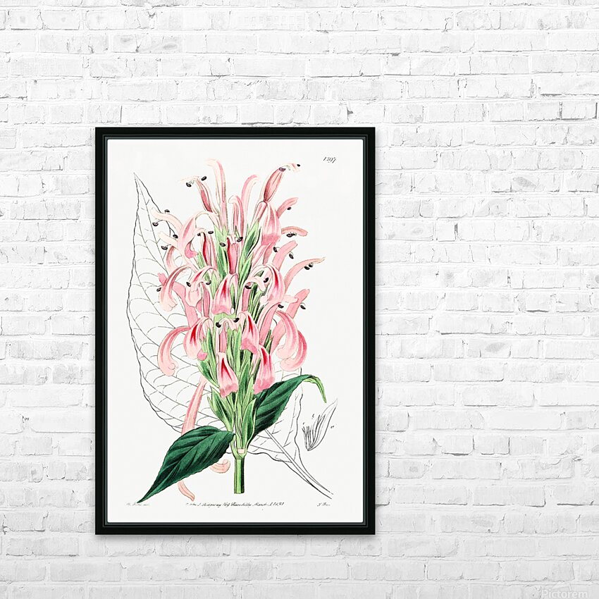 Flesh-colored justicia from Edwards Botanical Register 1829-1847  by Sydenham Edwards John Lindley and James Ridgway. HD Sublimation Metal print with Decorating Float Frame (BOX)