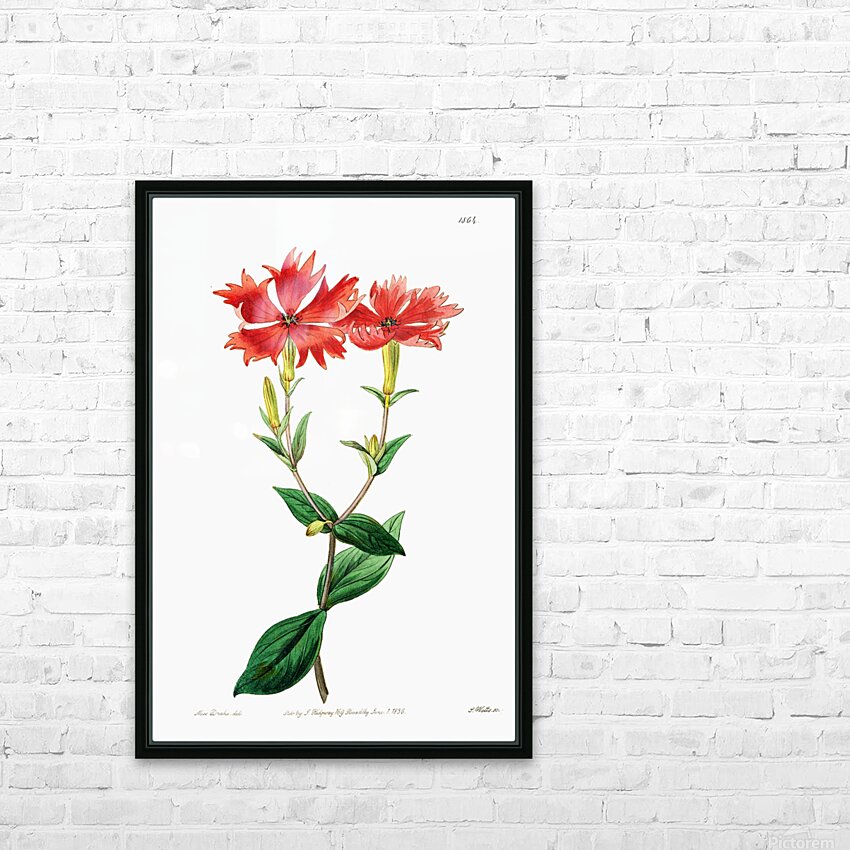 Bunges lychnis flowers from Edwards Botanical Register 1829-1847  by Sydenham Edwards John Lindley and James Ridgway. HD Sublimation Metal print with Decorating Float Frame (BOX)