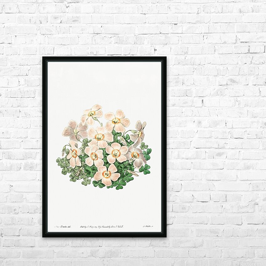 Piottas oxalis flowers from Edwards Botanical Register 1829-1847  by Sydenham Edwards John Lindley and James Ridgway. HD Sublimation Metal print with Decorating Float Frame (BOX)