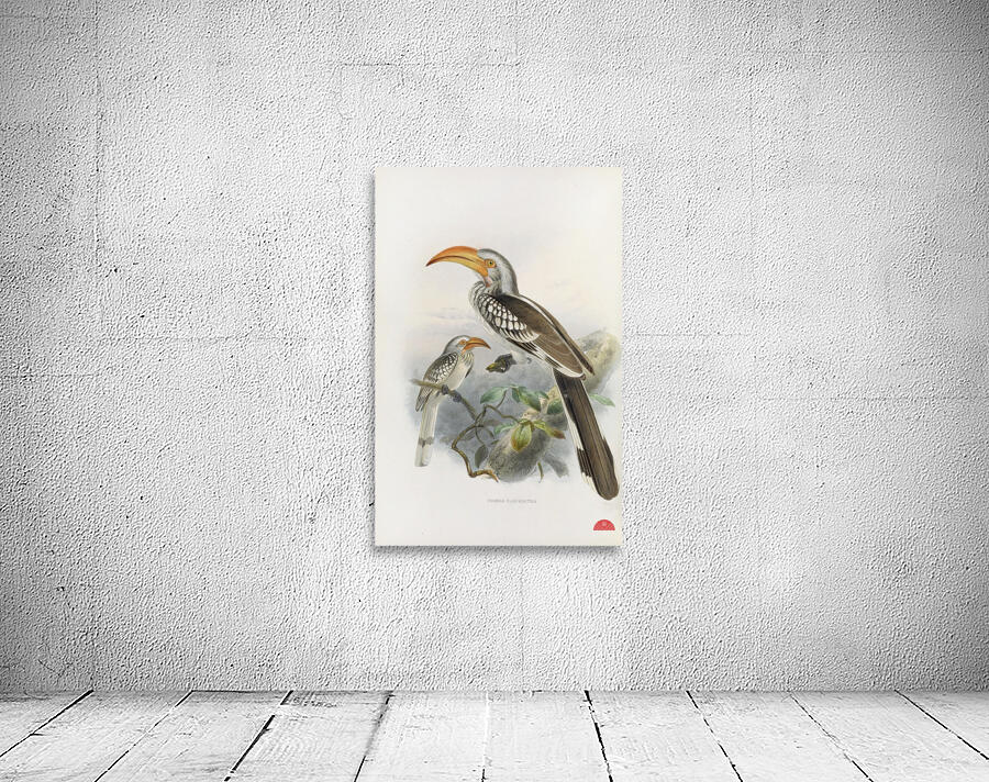 Tockus flavirostris 1882 Wall Preview