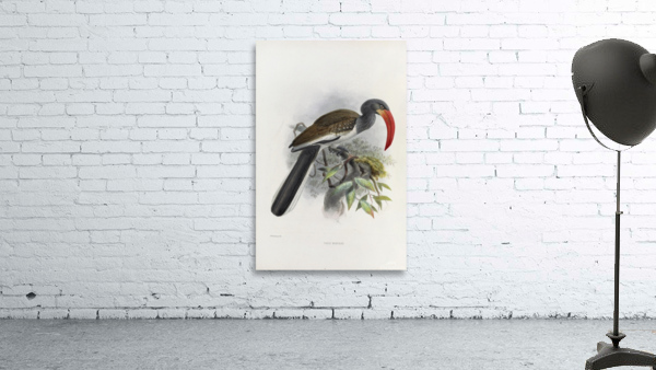 Tockus monteiri 1882 Wall Preview