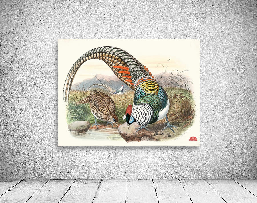 Thaumalea Amherstiæ. 1872 Wall Preview