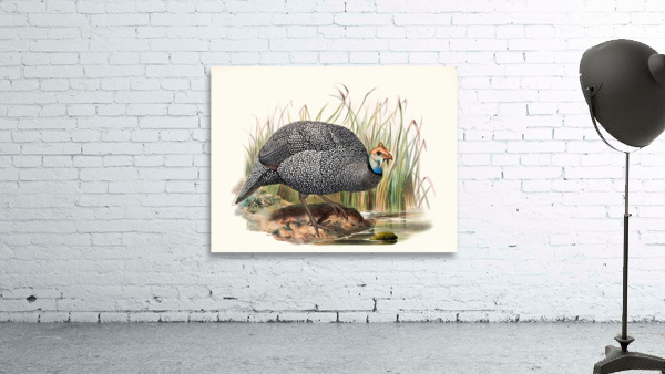 Numida mitrata. 1872 Wall Preview