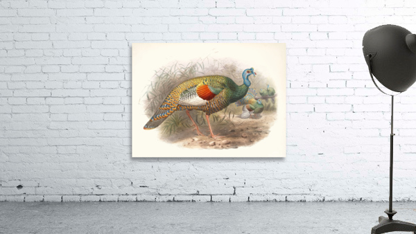 Meleagris ocellata. 1872 Wall Preview