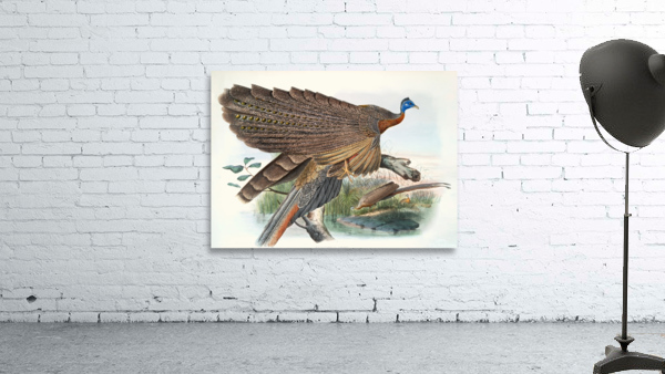 Argus Grayi. 1872 Wall Preview