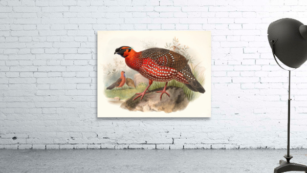 Ceriornis satyra. 1872 Wall Preview