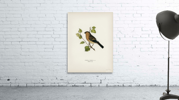 Eurasian Bullfinch Pyrrhula pyrrhula Wall Preview