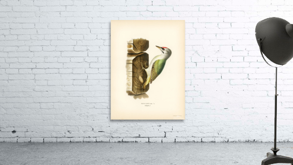 Picus canus ♂ Wall Preview