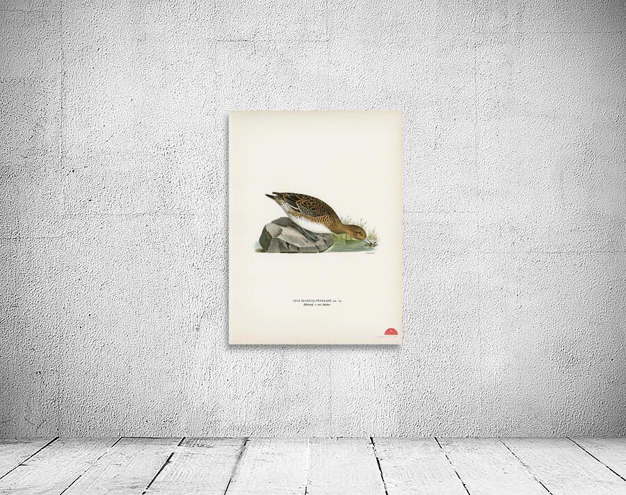 Eurasian wigeon female Anasmereca penelope Wall Preview