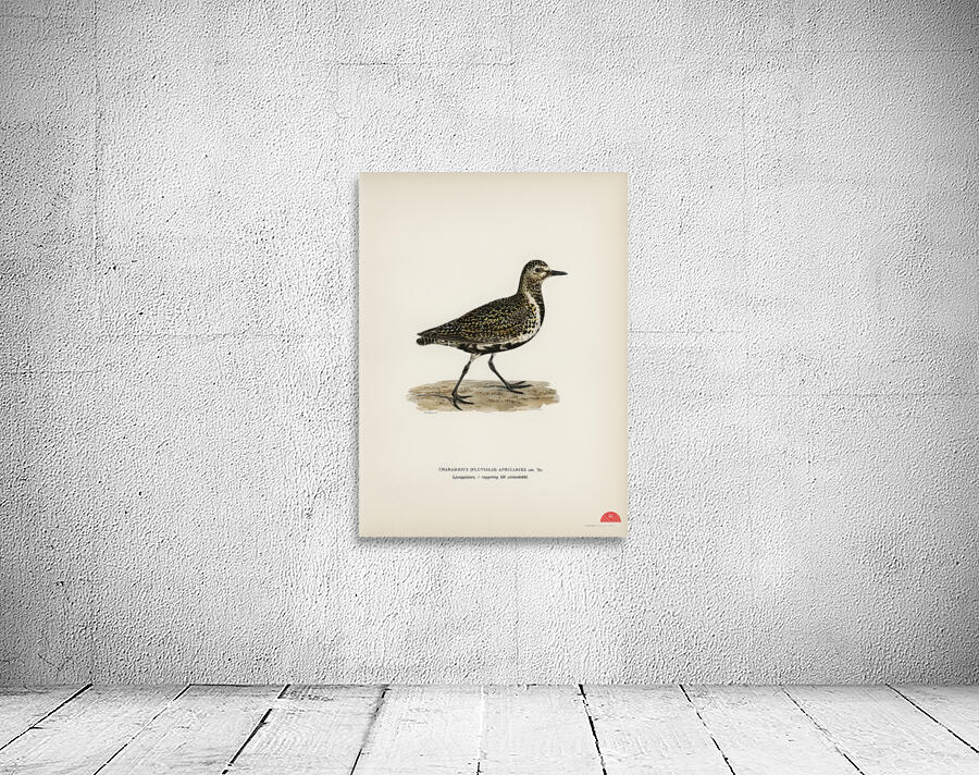 European Golden-Plover Charadrius pluvialis apricarius Wall Preview